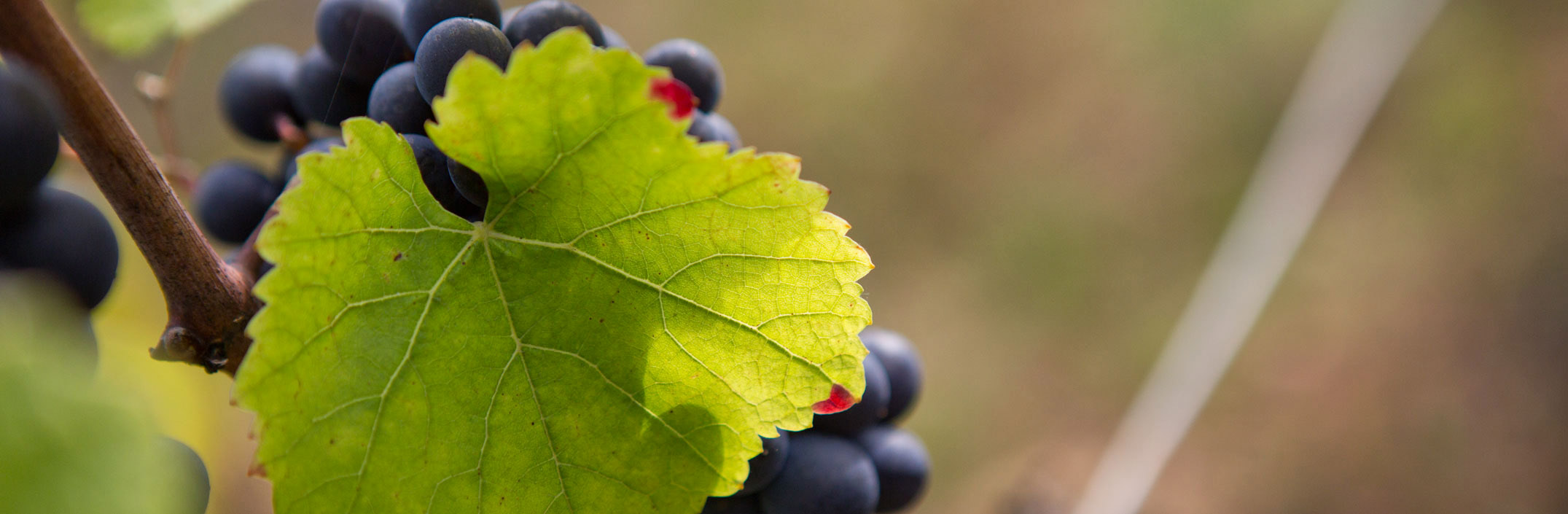 Domaine Dubreuil-Fontaine, Pernand Vergelesses, Bourgogne, Armelle photographe