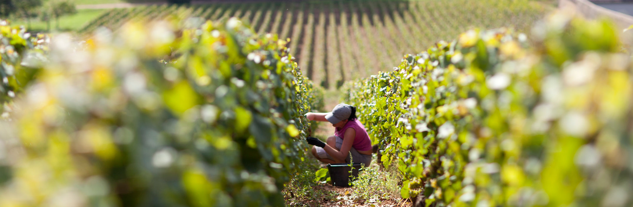 Domaine Dubreuil-Fontaine, Pernand Vergelesses, Bourgogne, Armelle photographe