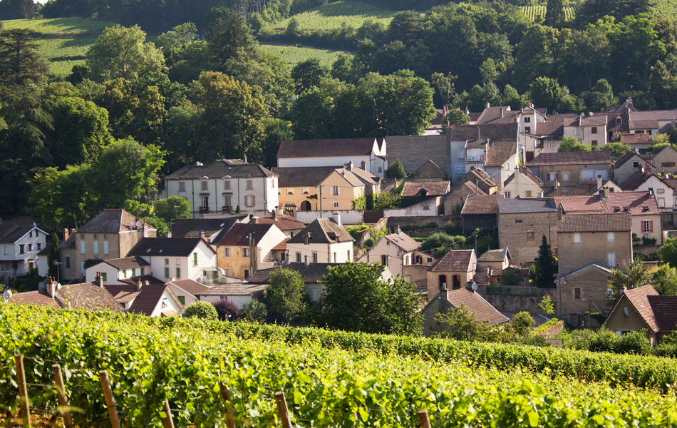 Domaine Dubreuil-Fontaine, Pernand-Vergelesses, Bourgogne, armelle photographe